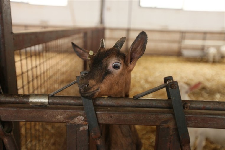 Dairy Khoury Farm Gates Opening